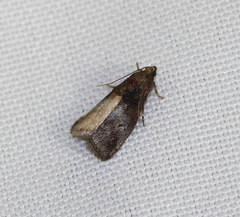 Acrobasis stigmella