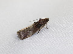 Acrobasis stigmella