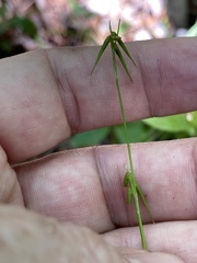 Carex collinsii