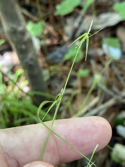 Carex collinsii