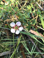 Leptospermum squarrosum