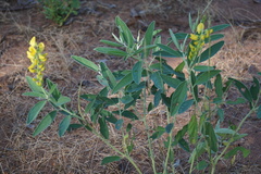 Crotalaria novae-hollandiae