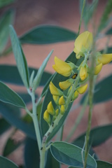 Crotalaria novae-hollandiae