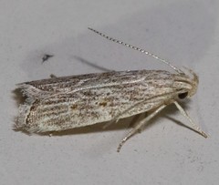 Helcystogramma chambersella