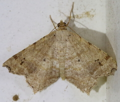 Macaria aequiferaria