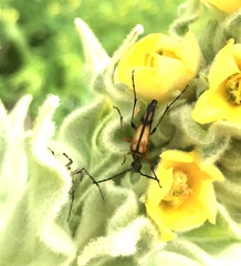 Strangalia