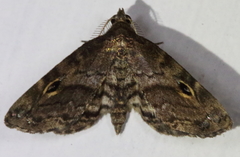 Melanomma auricinctaria