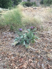 Cynara cardunculus cardunculus