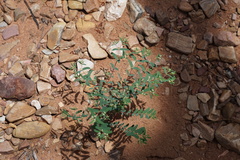 Euphorbia mitchelliana