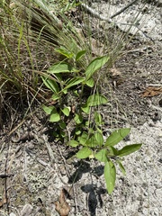 Physalis lanceolata