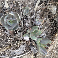 Echeveria rubromarginata