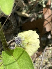 Physalis lanceolata