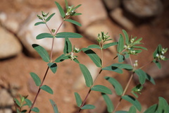 Euphorbia mitchelliana