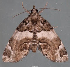 Cutina distincta
