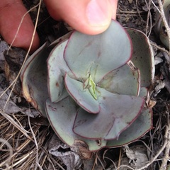 Echeveria rubromarginata