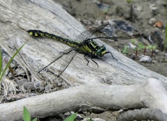 Gomphurus lineatifrons