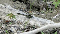 Gomphurus lineatifrons