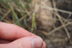 Alopecurus carolinianus