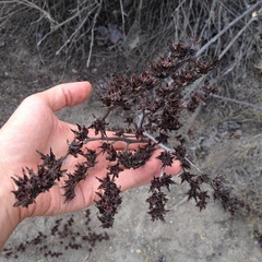 Echeveria rubromarginata