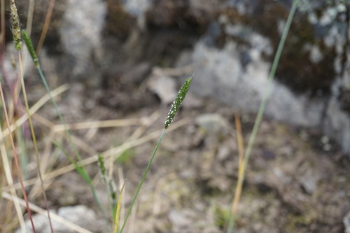 Alopecurus carolinianus iNat (3)