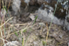 Alopecurus carolinianus