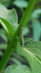 Danaus plexippus