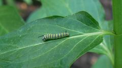 Danaus plexippus