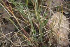 Alopecurus carolinianus