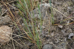 Alopecurus carolinianus