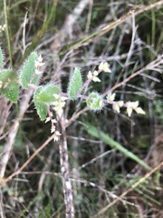 Leucopogon amplexicaulis
