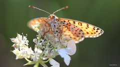 Melitaea trivia