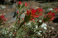 Castilleja montigena