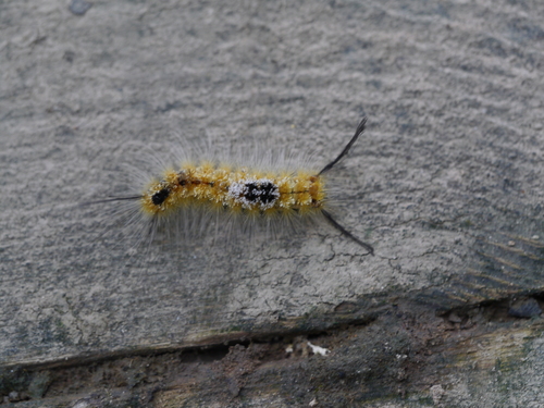 Yellow-based Tussock Moth photo 3