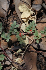 Indigofera linnaei