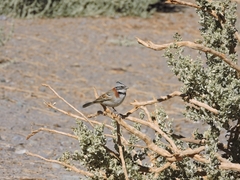 Zonotrichia capensis chilensis