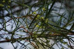 Dodonaea stenophylla