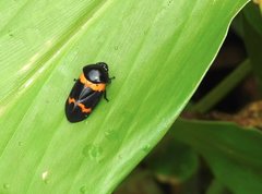 Cosmoscarta abdominalis