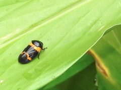 Cosmoscarta abdominalis