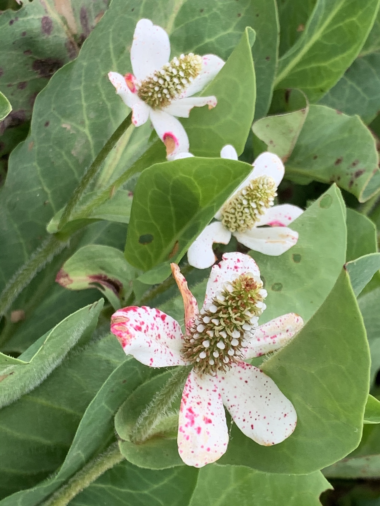 Saururaceae
