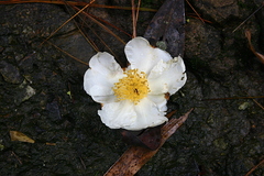 Theaceae