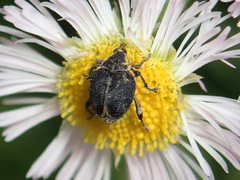 Mononychus vulpeculus