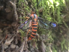 Synanthedon novaroensis