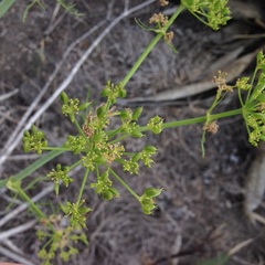Arracacia tolucensis multifida
