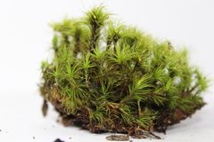 Bryophyta