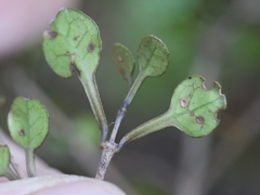 Coprosma spathulata spathulata