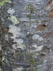 Coprosma spathulata spathulata