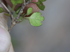 Coprosma spathulata spathulata