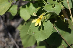 Goodenia grandiflora