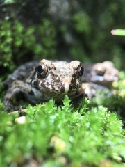 Glandirana rugosa