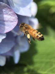 Apis mellifera